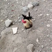 فروش خروس محلی