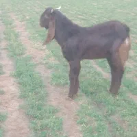 بزغاله نر جنس گلابی لنگ 3قل معاوضه بامیش و بز سانن