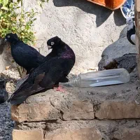 کبوتر صرب واکسی