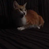 واگذاری گربه نارنجی