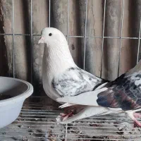 کفتر پرشی(دوکت)|پرنده|اصفهان, خاتون‌آباد|دیوار