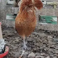 لهستانی پولند اصل