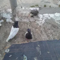 کبوتر سینه سیاه
