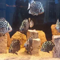 ماهی آکواریومی و لوازم آکواریوم