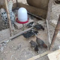 جوجه گلین 1ماهه دونه70|حیوانات مزرعه|مبارکه, |دیوار