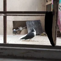 کبوتر لاهوری نر|پرنده|قم, دروازه کاشان|دیوار