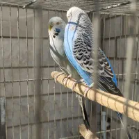 مرغ عشق انگلیسی گرید a