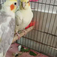 پرنده جفت عروس هلندی