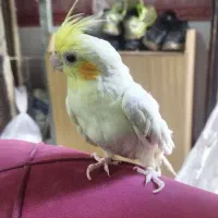 مفت عروس معامله ای|پرنده|بیرجند, |دیوار