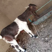 بز شیری ۳قلوزا