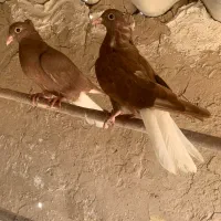جوجه سرخ دم سفید مهر|پرنده|قم, حنیف نژاد|دیوار