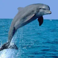 تور کیش هتل ۵ ستاره پاناروما