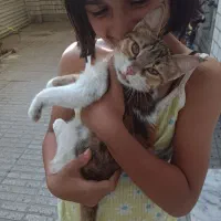 واگذاری بچه گربه