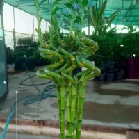 گل و گیاه|گل و گیاه طبیعی|بندر ماهشهر, |دیوار