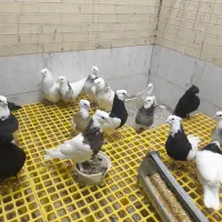 طوقی|پرنده|یزد, |دیوار