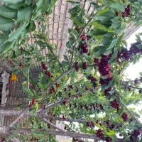 هرس درخت باغبانی صفرتاصد|خدمات باغبانی و درختکاری|مشهد, توس (بلوار توس)|دیوار