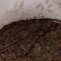 تعمه ماهیگیری