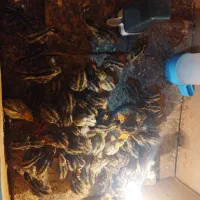 جوجه بلدرچین یک هفته ای