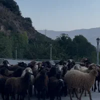 فروش گوسفند زنده