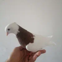 طوقی سرخ نر