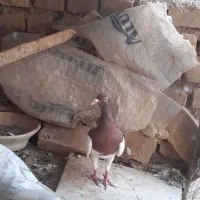 نر یهودی شتری قیمت ۵۵۰تومن