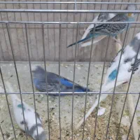 مرغ عشق|پرنده|خنداب, |دیوار