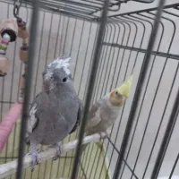 ی جفت عروس هلندی وایت فیس و ابلغ‌|پرنده|قدس, شهر‌قدس|دیوار