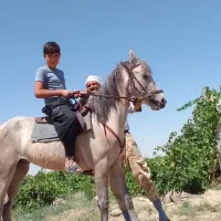 اسب|اسب و تجهیزات اسبسواری|قوچان, |دیوار