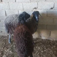 گوسفند نر|حیوانات مزرعه|ماهدشت, |دیوار