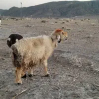 میش|حیوانات مزرعه|پاسارگاد, |دیوار