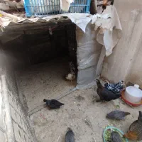 مرغ شاخدار مرغ گلین جوجه محلی|حیوانات مزرعه|هشتگرد, شهرک راه آهن|دیوار