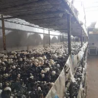 آموزش تولید قارچ خوراکی|خدمات آموزشی|شوشتر, |دیوار