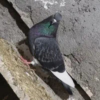 کبوتر دوبر و طوقی