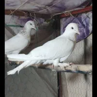 کبوتر