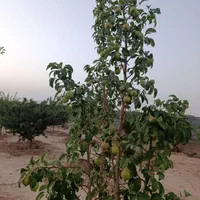 فروش باغ|فروش زمین و ملک کلنگی|اصفهان, دستگرده|دیوار