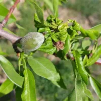 باغ ویلا منطقه سد امند|فروش خانه و ویلا|صوفیان, |دیوار