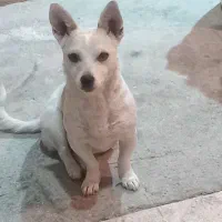 سگ گمشده