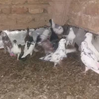 همه مدل گرفتنی باهم|پرنده|قم, نوبهار|دیوار