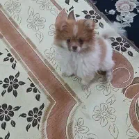 سگ پامرانین|سگ|سیرجان, |دیوار