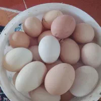 تخم مرغ محلی