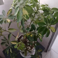 دیفن باخیا و شفلرا|گل و گیاه طبیعی|محمدشهر, شهرک چمران|دیوار