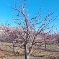 هرس باغ سیب و گیلاس و زردآلو و ...