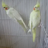 عروس هلندی.