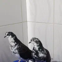 کبوتر پرشی
