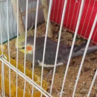 دو جفت عروس هلندی مولد|پرنده|مشهد, انقلاب|دیوار