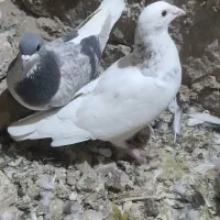 پرند کفتر|پرنده|گلبهار, بیزکی|دیوار