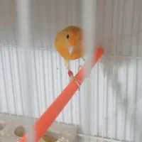 قناری|پرنده|بیرجند, |دیوار