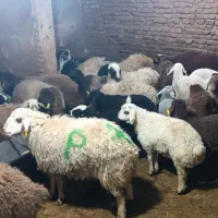 گوسفند زنده تمام تهران در محل باقصاب