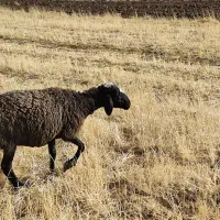 گوسفند آبستن در سنقر
