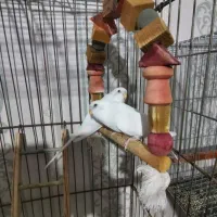 مرغ عشق|پرنده|بندرعباس, |دیوار